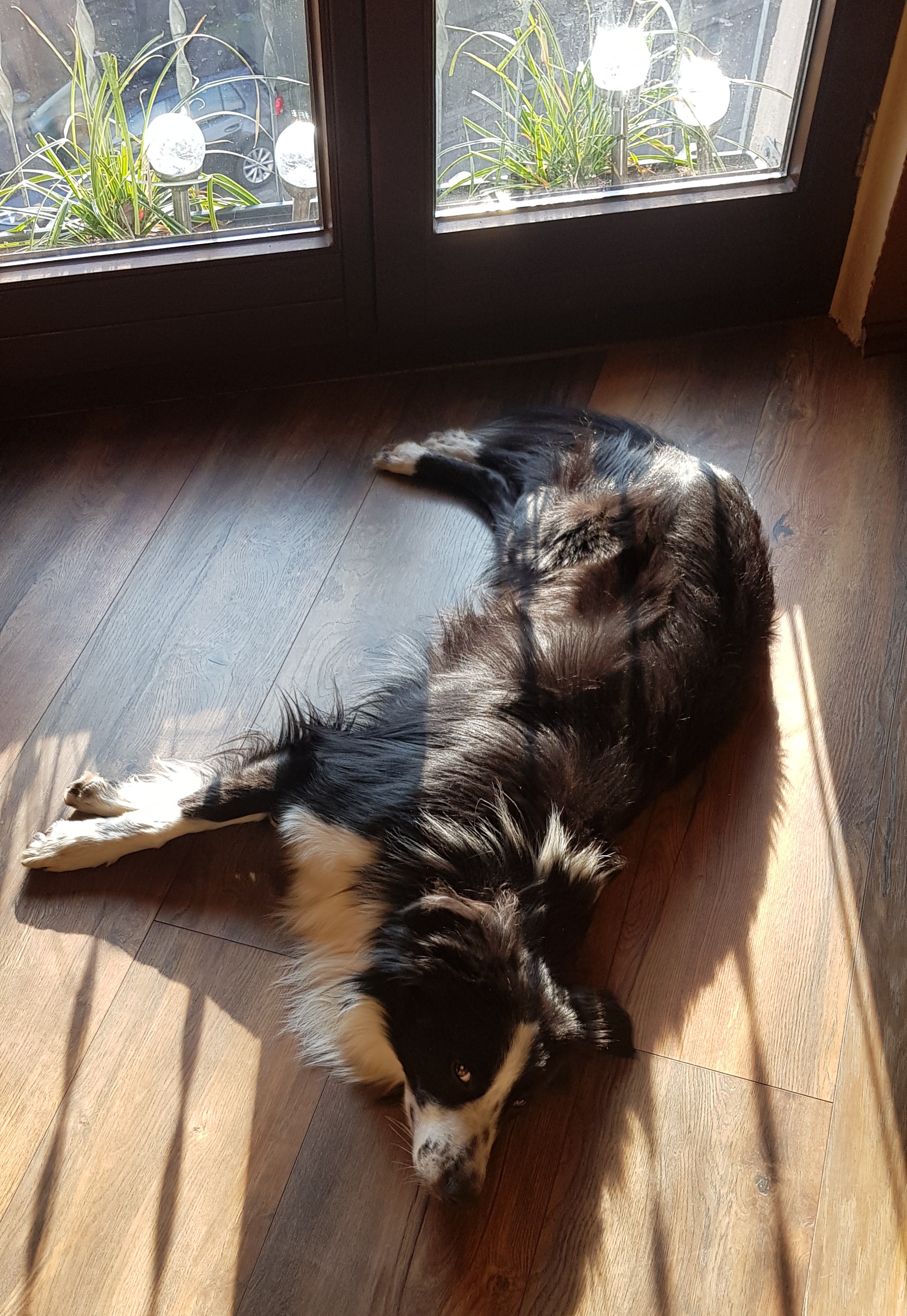 Ein stiller Moment aus der Zeit der Krankheit meines Hundes